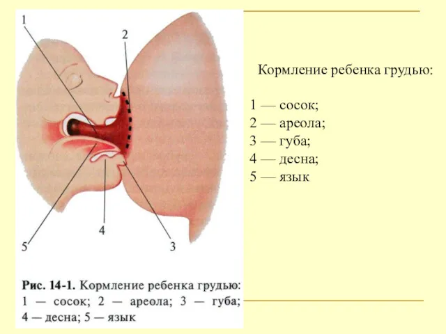 Кормление ребенка грудью: 1 — сосок; 2 — ареола; 3