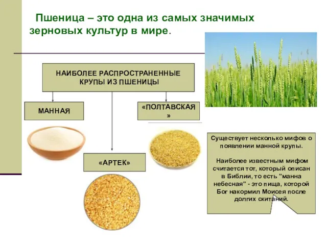 Пшеница – это одна из самых значимых зерновых культур в