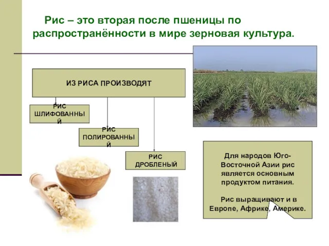 Рис – это вторая после пшеницы по распространённости в мире