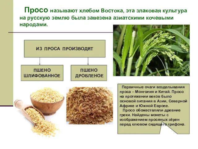 Просо называют хлебом Востока, эта злаковая культура на русскую землю