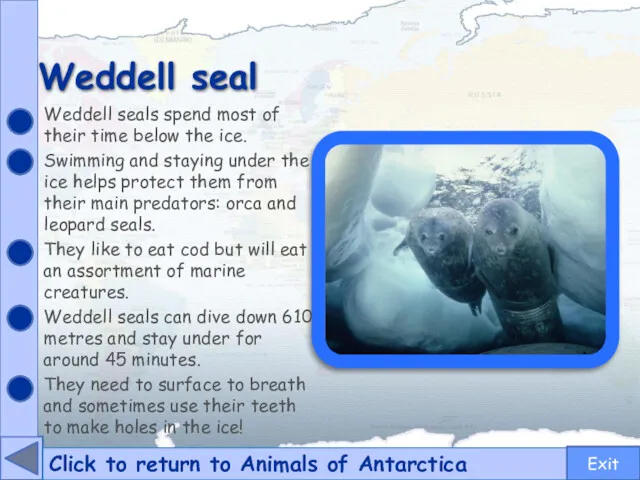 Weddell seal Click to return to Animals of Antarctica Weddell seals spend most