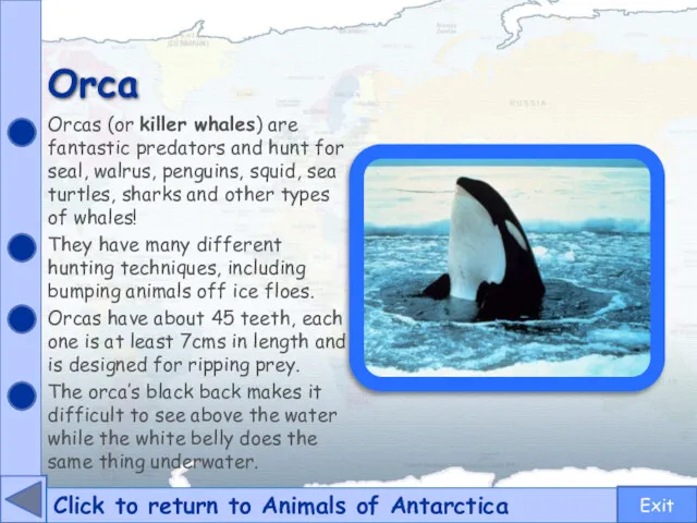 Orca Click to return to Animals of Antarctica Orcas (or