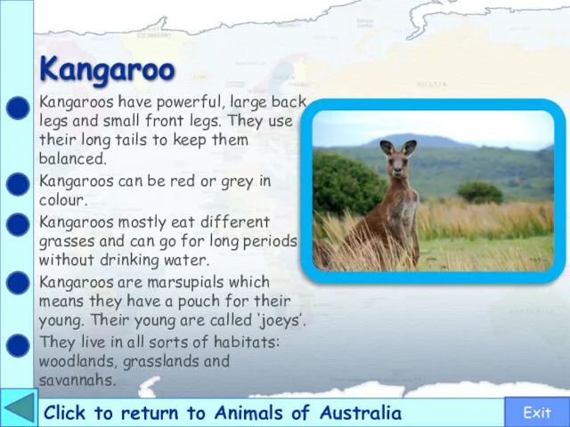 Kangaroo Click to return to Animals of Australia Kangaroos have powerful, large back