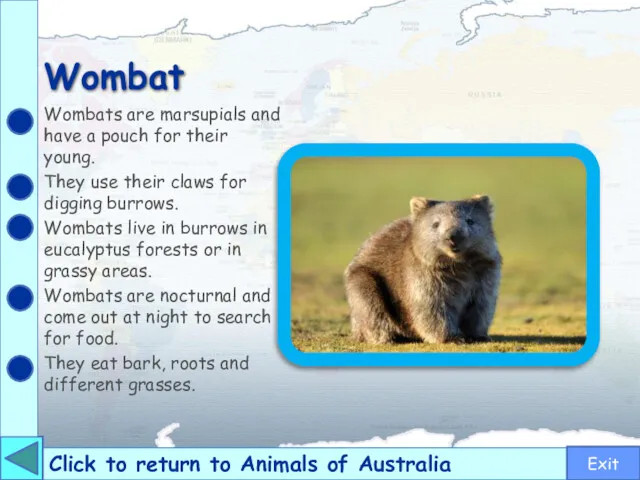 Wombat Click to return to Animals of Australia Wombats are marsupials and have