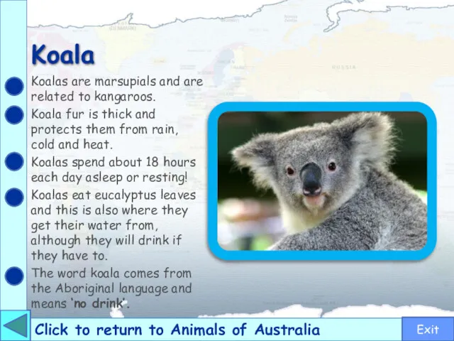 Koala Click to return to Animals of Australia Koalas are marsupials and are