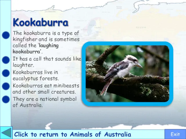 Kookaburra Click to return to Animals of Australia The kookaburra is a type