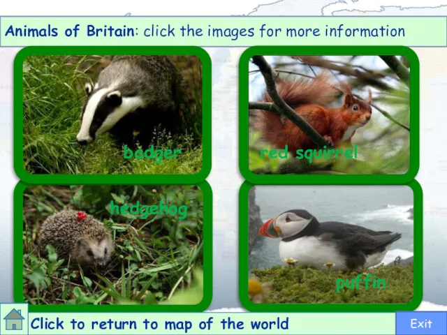 badger red squirrel hedgehog puffin Animals of Britain: click the images for more