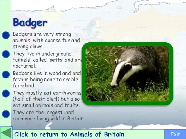 Badger Click to return to Animals of Britain Badgers are very strong animals,