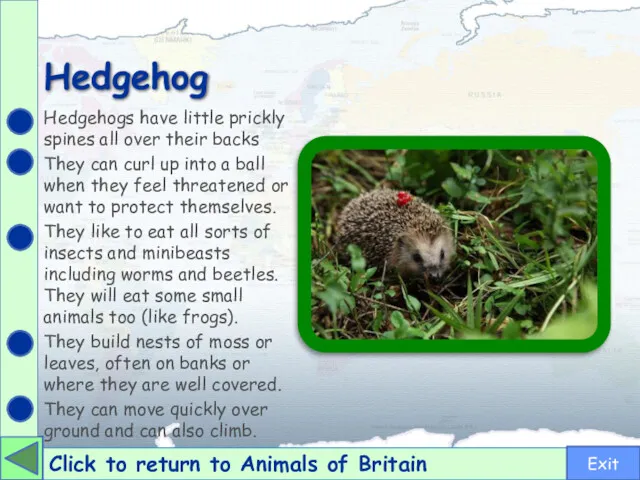 Hedgehog Click to return to Animals of Britain Hedgehogs have little prickly spines