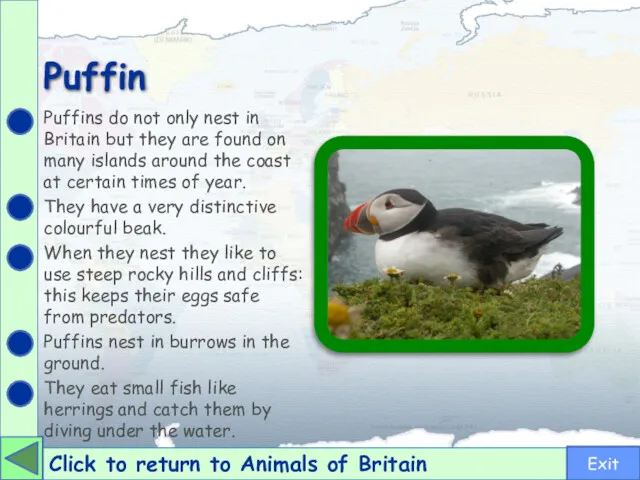 Puffin Click to return to Animals of Britain Puffins do not only nest
