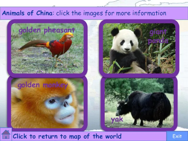 Animals of China: click the images for more information golden pheasant giant panda