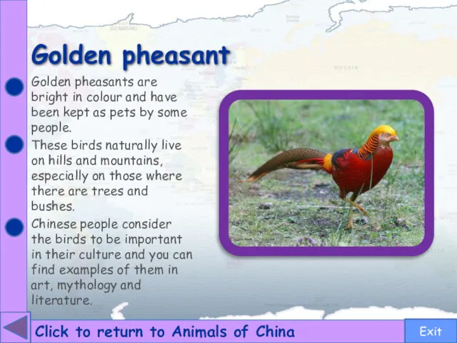 Golden pheasant Click to return to Animals of China Golden pheasants are bright
