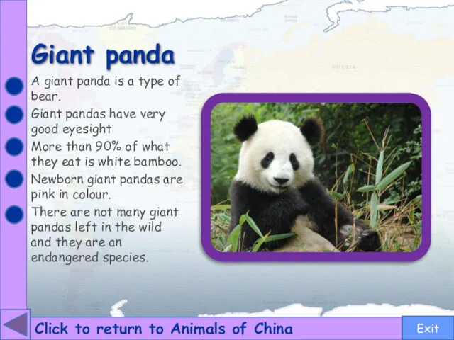 Giant panda Click to return to Animals of China A giant panda is