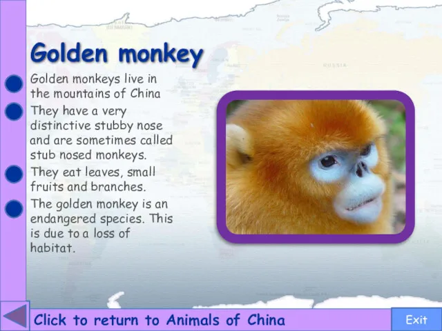 Golden monkey Click to return to Animals of China Golden monkeys live in