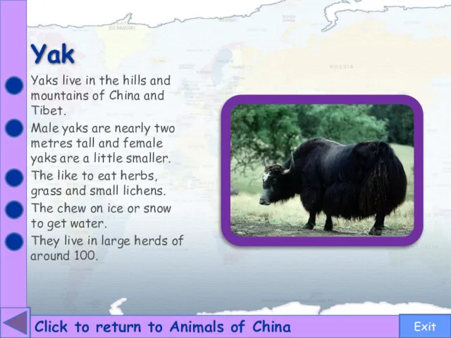 Yak Yaks live in the hills and mountains of China and Tibet. Male