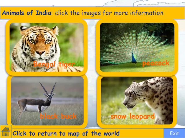 Bengal tiger peacock black buck snow leopard Animals of India: click the images