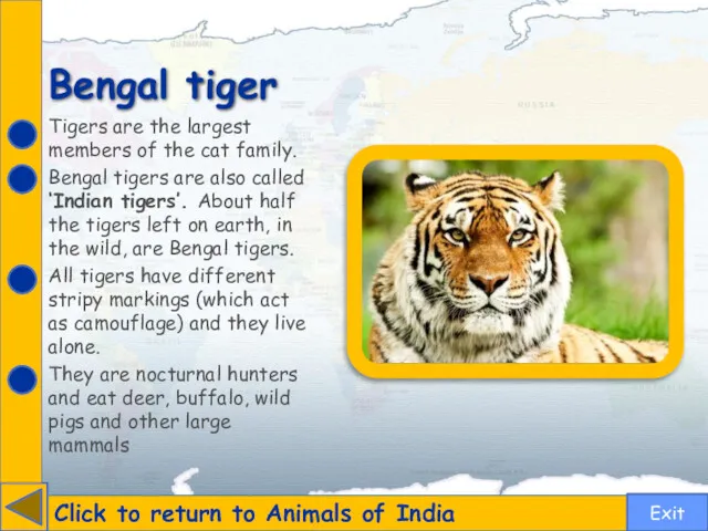 Bengal tiger Click to return to Animals of India Tigers are the largest