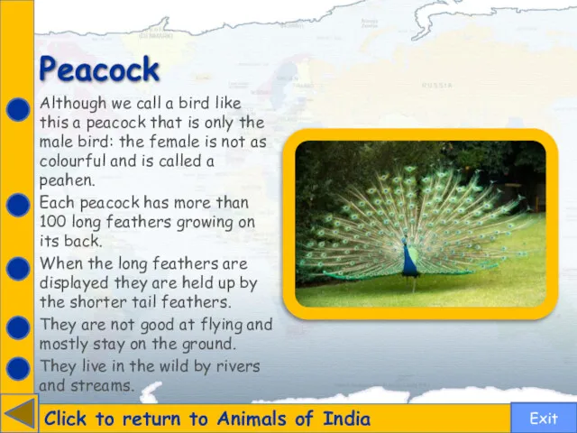 Peacock Click to return to Animals of India Although we call a bird