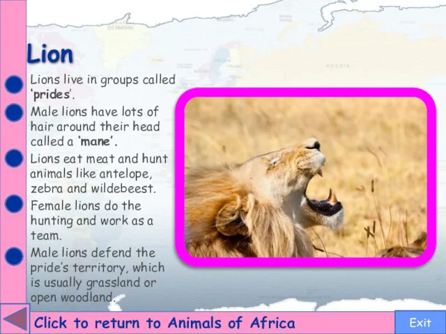 Lion Click to return to Animals of Africa Lions live