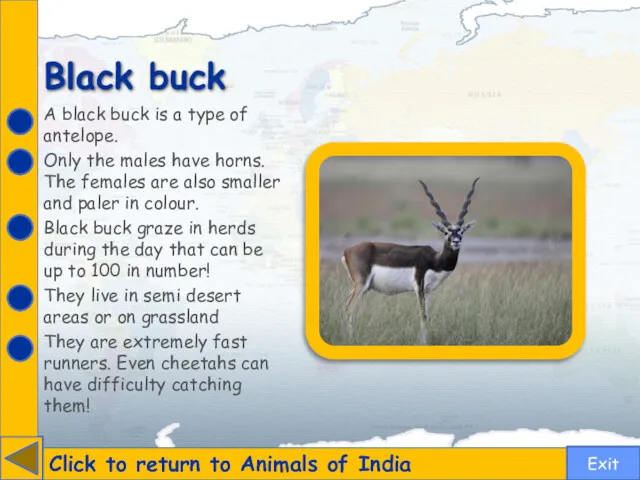Black buck Click to return to Animals of India A black buck is