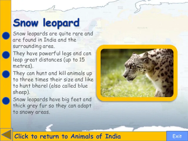 Snow leopard Click to return to Animals of India Snow leopards are quite