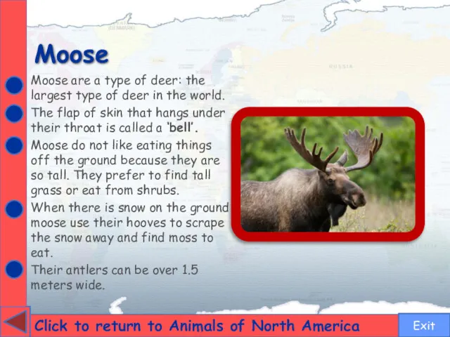 Moose Click to return to Animals of North America Moose are a type