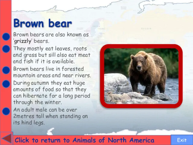 Brown bear Click to return to Animals of North America Brown bears are