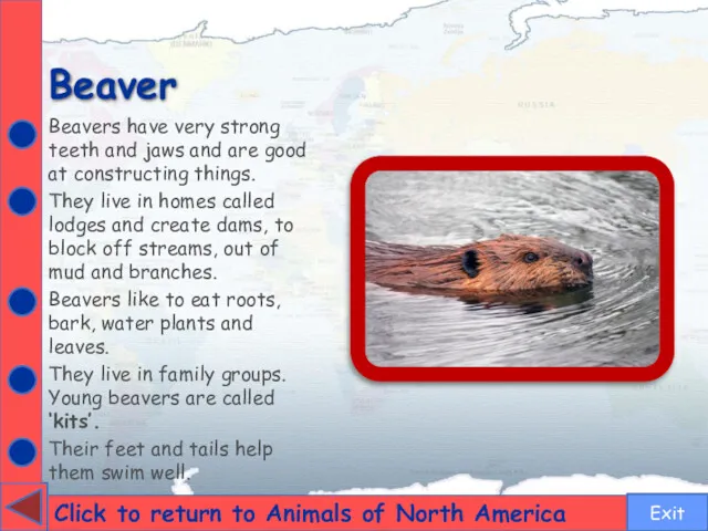 Beaver Click to return to Animals of North America Beavers have very strong
