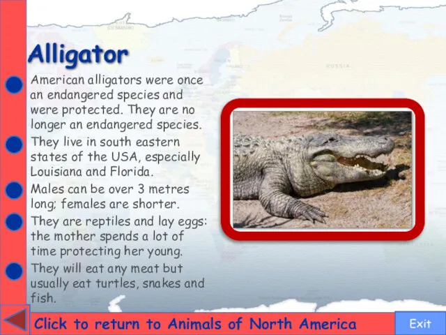 Alligator Click to return to Animals of North America American alligators were once