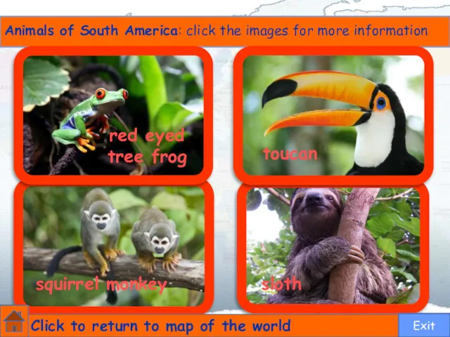 red eyed tree frog toucan squirrel monkey sloth Animals of South America: click