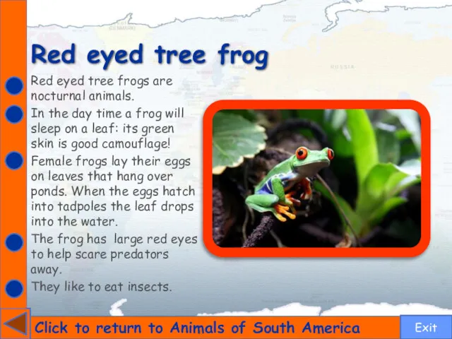 Red eyed tree frog Click to return to Animals of South America Red