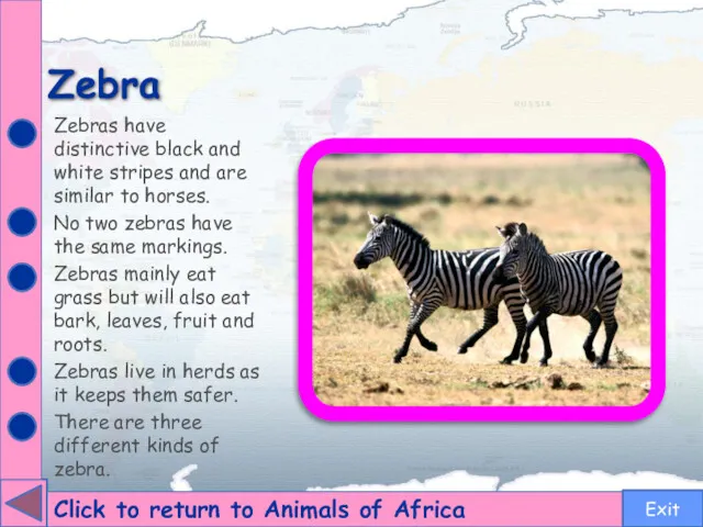 Zebra Click to return to Animals of Africa Zebras have distinctive black and