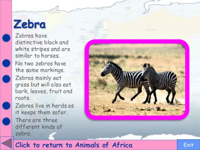 Zebra Click to return to Animals of Africa Zebras have