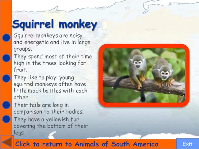 Squirrel monkey Click to return to Animals of South America Squirrel monkeys are