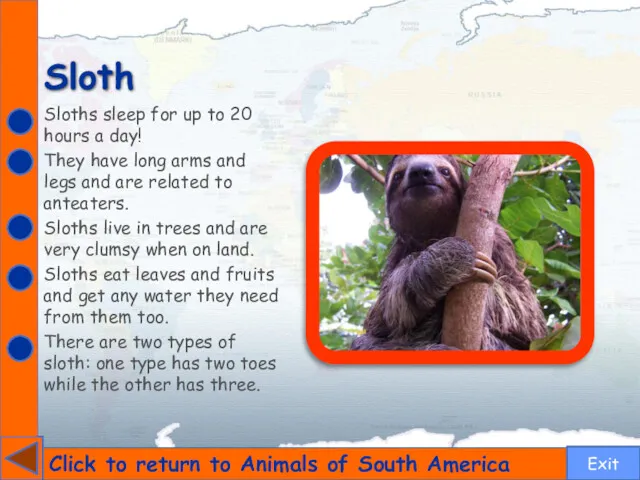 Sloth Click to return to Animals of South America Sloths sleep for up