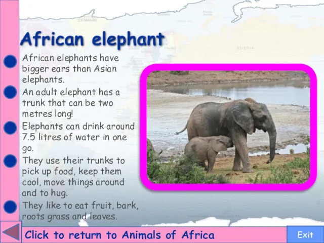 African elephant Click to return to Animals of Africa African elephants have bigger