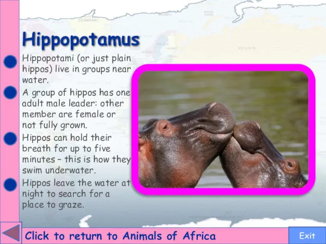 Hippopotamus Click to return to Animals of Africa Hippopotami (or just plain hippos)