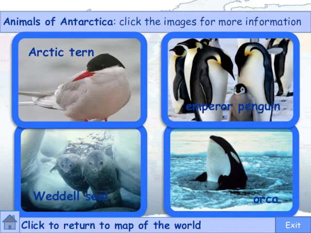 Animals of Antarctica: click the images for more information Arctic tern emperor penguin