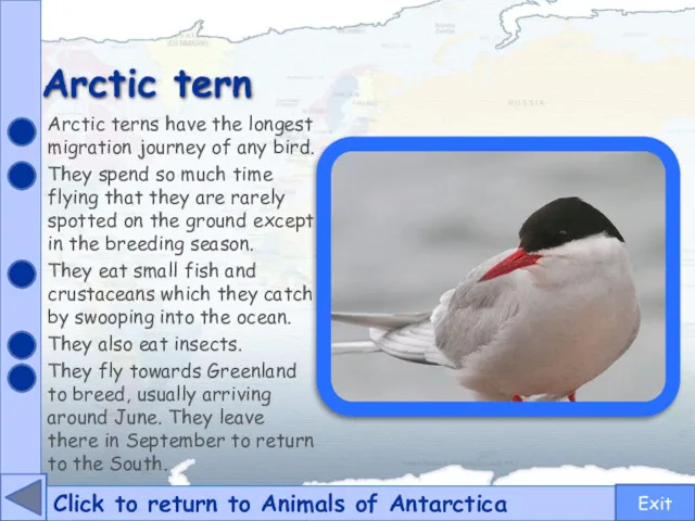 Arctic tern Click to return to Animals of Antarctica Arctic terns have the