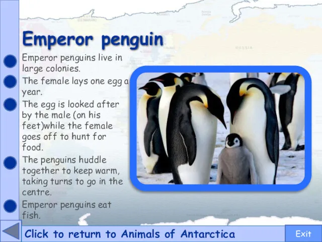 Emperor penguin Click to return to Animals of Antarctica Emperor penguins live in