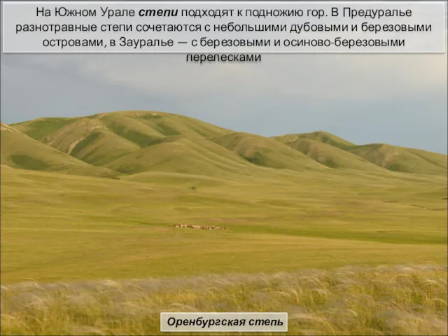 На Южном Урале степи подходят к подножию гор. В Предуралье