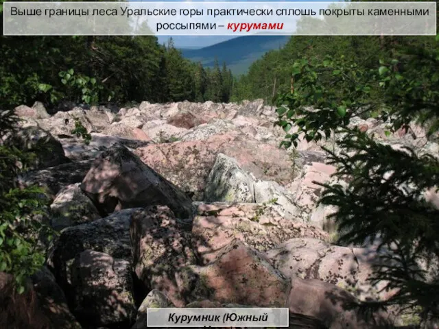 Выше границы леса Уральские горы практически сплошь покрыты каменными россыпями – курумами Курумник (Южный Урал)