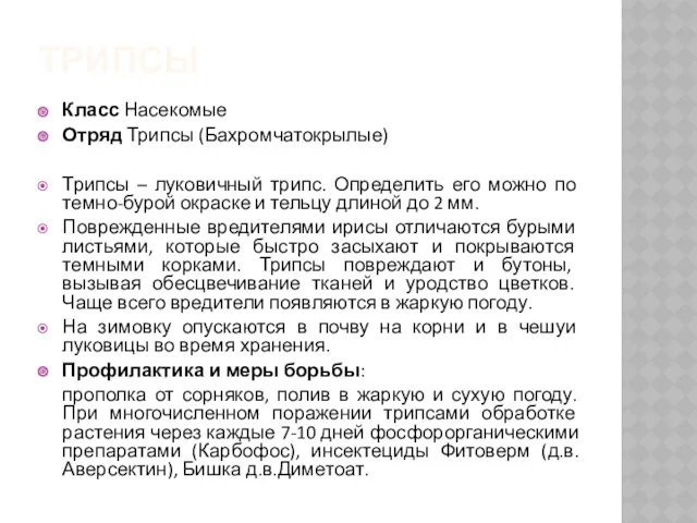 ТРИПСЫ Класс Насекомые Отряд Трипсы (Бахромчатокрылые) Трипсы – луковичный трипс.