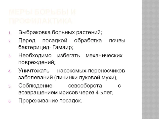 МЕРЫ БОРЬБЫ И ПРОФИЛАКТИКА Выбраковка больных растений; Перед посадкой обработка