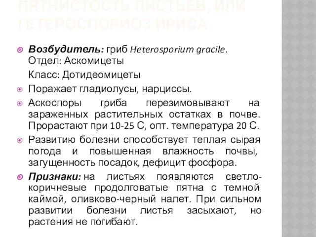 ПЯТНИСТОСТЬ ЛИСТЬЕВ, ИЛИ ГЕТЕРОСПОРИОЗ ИРИСА Возбудитель: гриб Heterosporium gracile. Отдел: