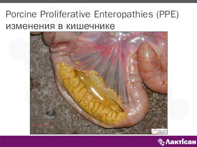 Porcine Proliferative Enteropathies (PPE) изменения в кишечнике