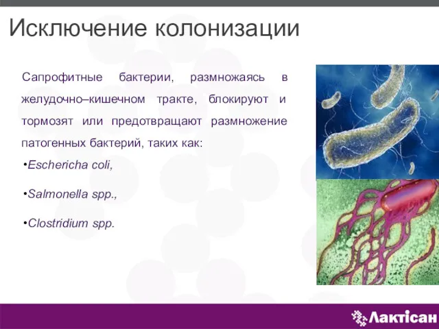 Сапрофитные бактерии, размножаясь в желудочно–кишечном тракте, блокируют и тормозят или