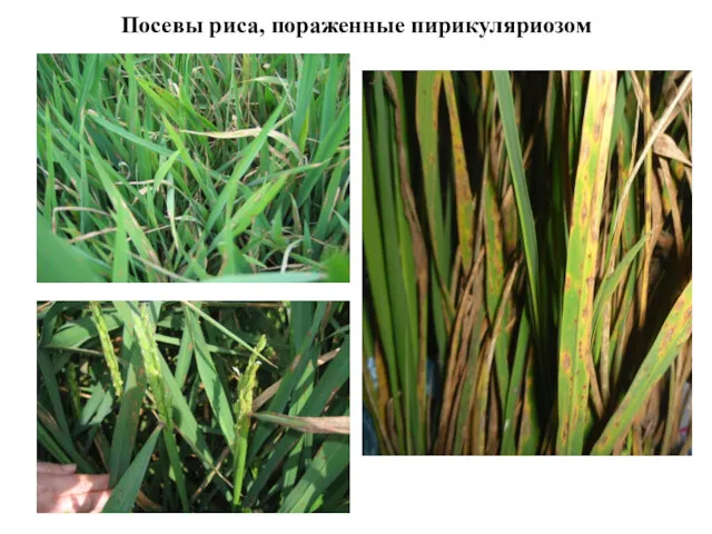 Посевы риса, пораженные пирикуляриозом