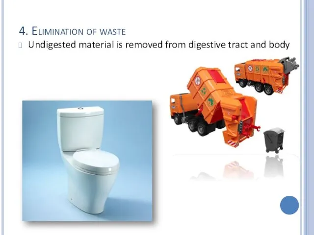 4. Elimination of waste Undigested material is removed from digestive tract and body