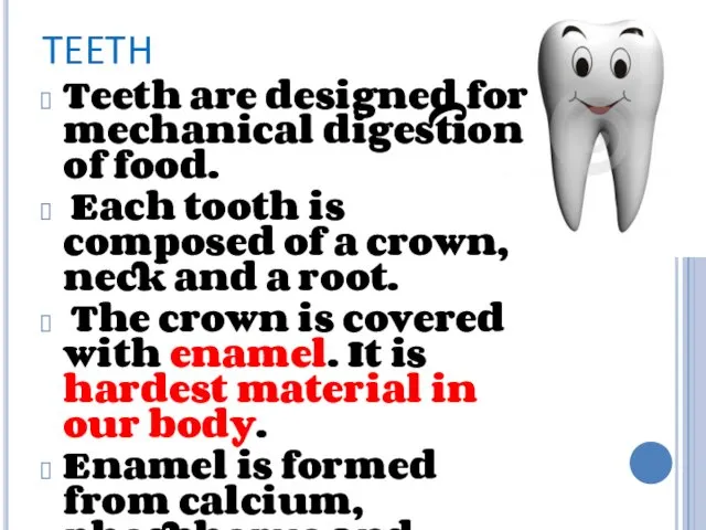 TEETH Teeth are designed for mechanical digestion of food. Each